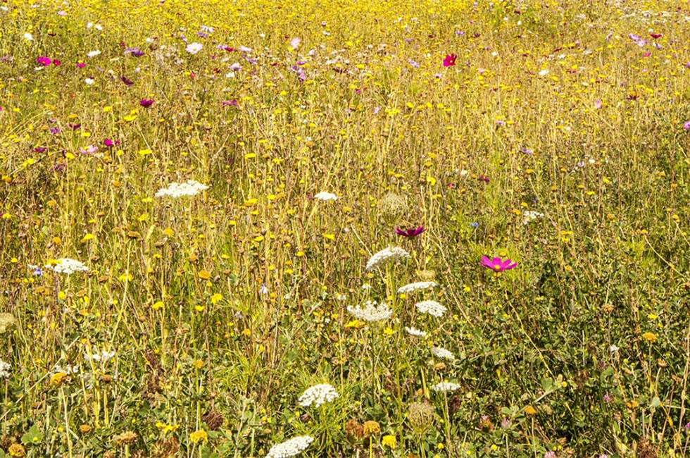 Unsure of what to do with your farmland? 